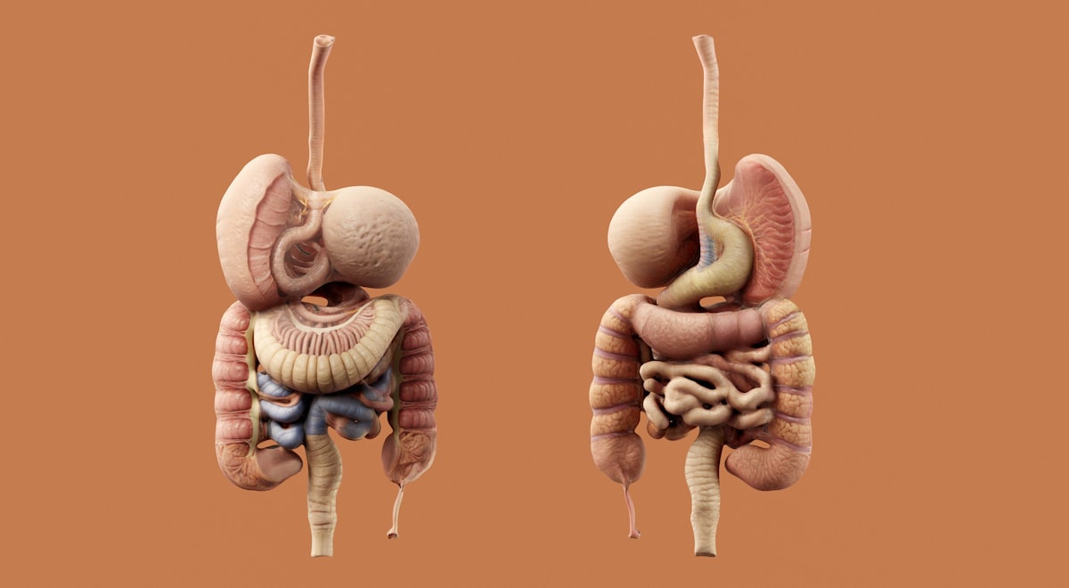 Inflamación intestinal: señales de alerta